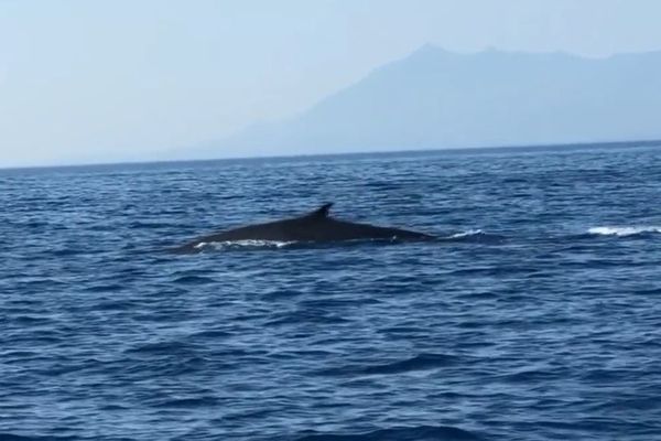 Observation du passage d'un Rorqual commun en Méditerranée, au large de Bastia (Haute-Corse)