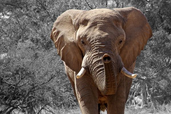 Les premiers animaux arriveront courant 2018 en Haute-Vienne