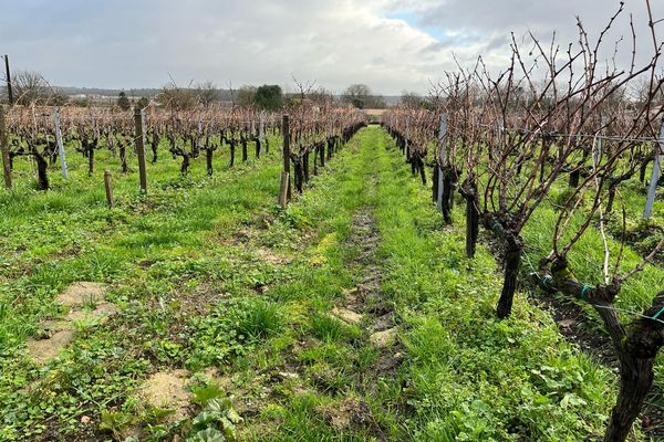 Les pesticides restent nécessaires pour de nombreux viticulteurs.