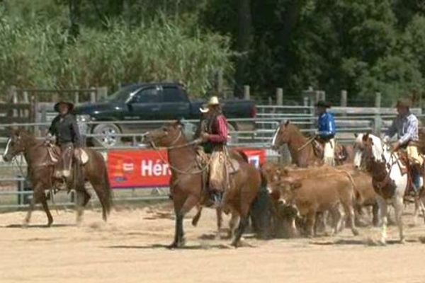 L'équitation western est devenue un vrai loisir. Montarnaud. Août 2014.