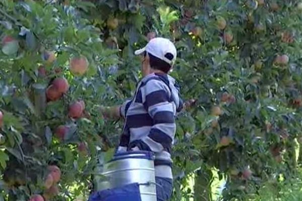 La récolte de pommes dans l'Yonne bat son plein.