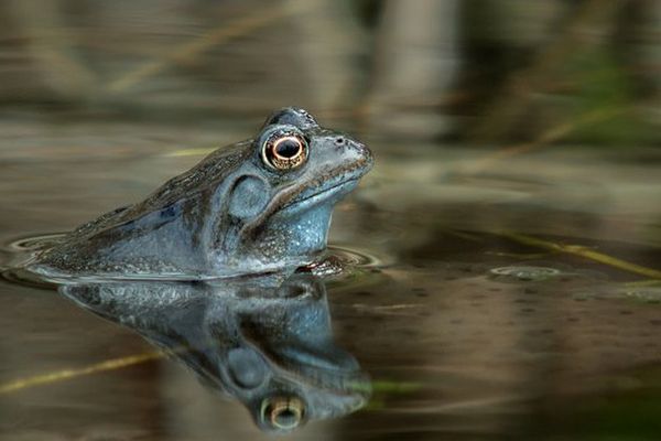 Un temps parfait pour les grenouilles dans les jours à venir