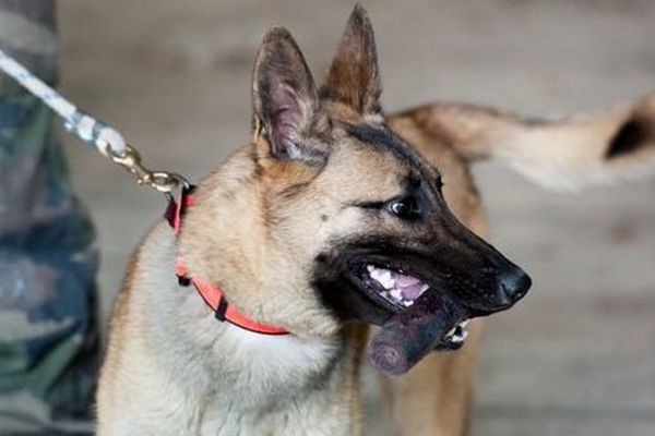 Votre chien à la gendarmerie ?