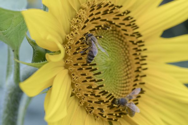  Abeille domestique butinant un capitule de tournesol. Les auxiliaires sont les insectes pollinisateurs, responsables de la fécondation.