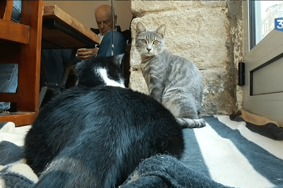 Video Nantes Le Premier Bar A Chats Vient D Ouvrir