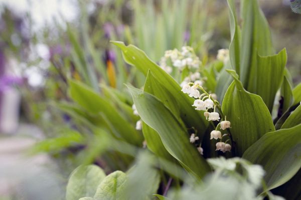 Les producteurs de muguet le récoltent tous les deux ou trois ans.