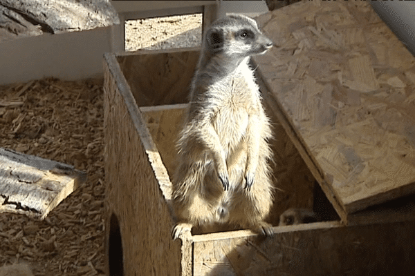 A Ardes-sur-Couzes, 4 suricates ont débarqué à la fin de l'hiver et s'acclimatent tranquillement à l'Auvergne.