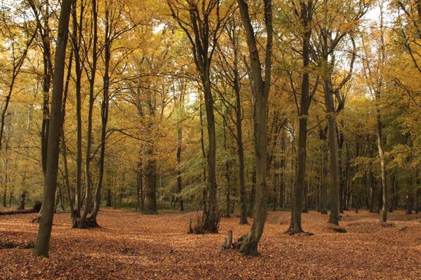 Forêt de Phalempin