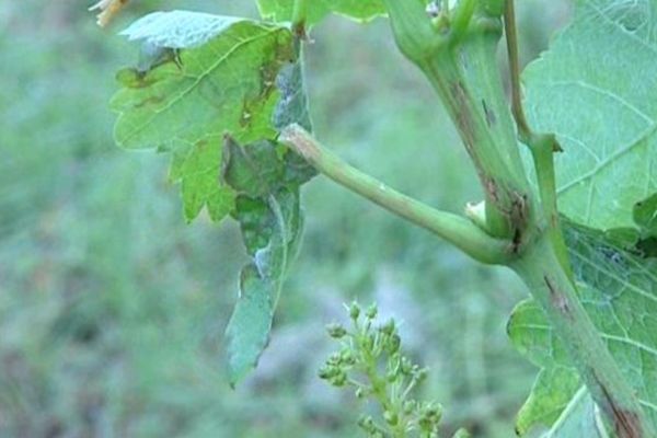 Deux à trois cents hectares ont été touchés par la grêle dans le Frontonnais