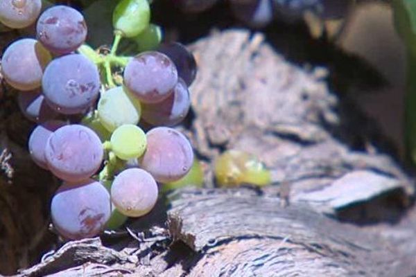 2016 : même le raisin est stressé.