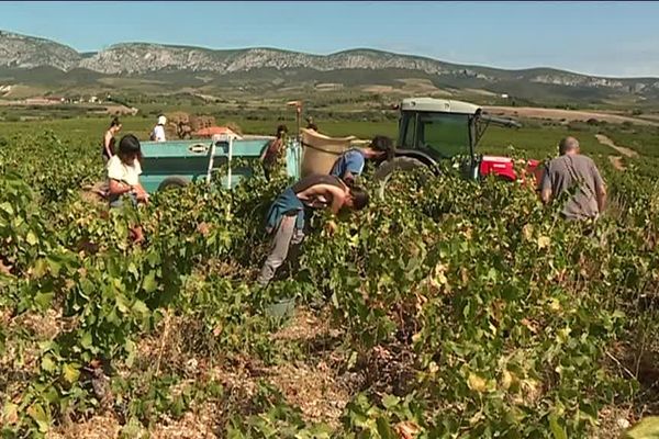 Vendanges dans la vallée de l'Agly, Pyrénées-Orientales.