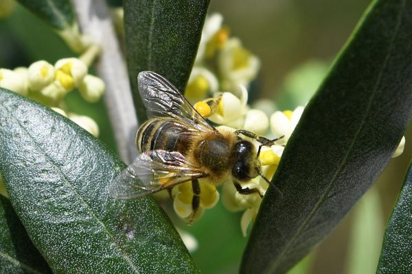 Une abeille pleine de pollen butinant une fleur d'olivier, une image rare en Normandie ces derniers mois.