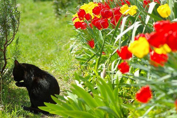 Doudou fait une pause dans le jardin