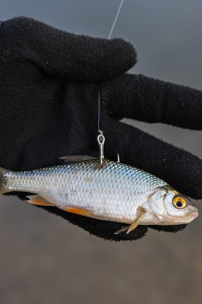 Dans la pêche au vif, un petit poisson vivant est utilisé pour appâter un poisson carnivore plus gros