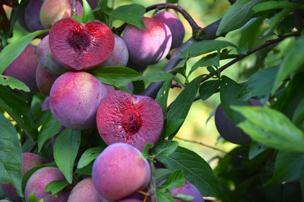 Découverte en Israël, la prune Lovita commence à conquérir le marché français. Déjà 1000 tonnes ont été produites dans le Tarn-et-Garonne cette année. Cette prune résiste à la chaleur et au manque d’eau. Un fruit d'avenir face au réchauffement climatique.