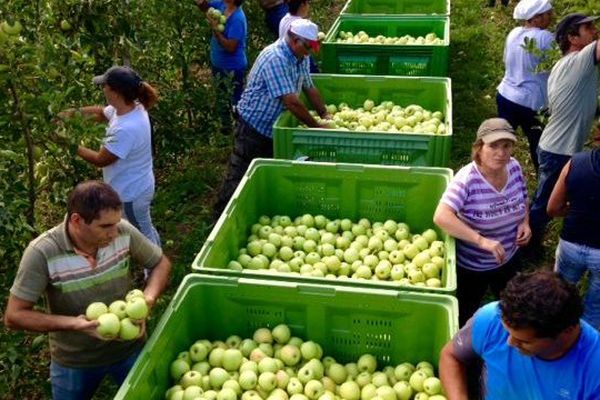 Ramassage de pommes dans le Minervois dans l'Aude