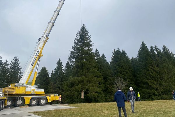 Ce mercredi 9 novembre, le sapin de Noël de Clermont-Ferrand a été abattu à Murat-le-Quaire.