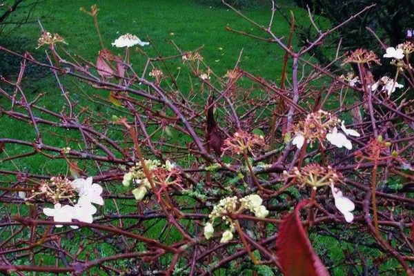 Les températures exceptionnelles en Bretagne expliquent ces floraisons décalées