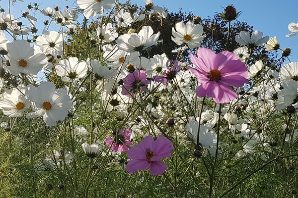 Une partie des fleurs qui ont éclos l'année dernière dans le jardin de Jane Gille Nave.