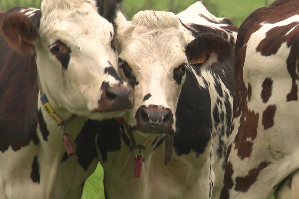 Des vaches de la ferme expérimentale du Pin (Orne)