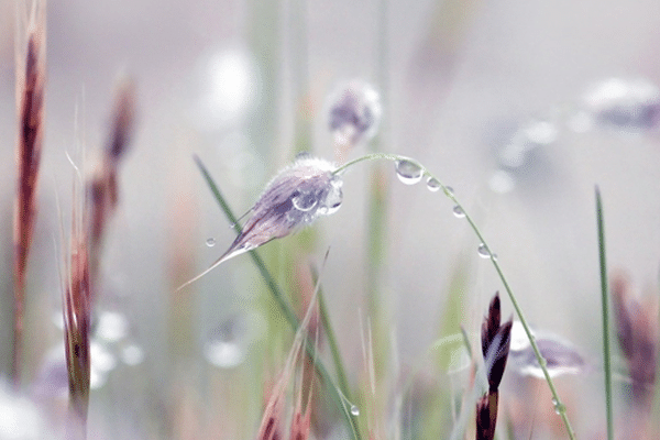 Rosée du matin 