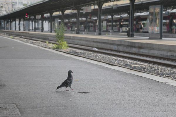 Durant six semaines, les trains ne circuleront plus entre les gares de Niort et de La Rochelle. 