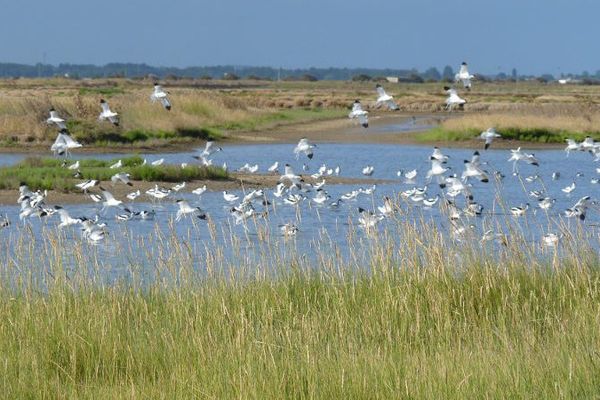 La réserve de Moëze-Oléron, en Charente-Maritime