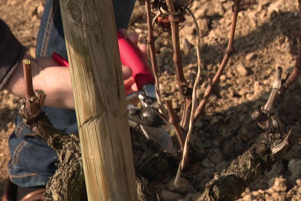 La taille non mutilante de la vigne vise à réduire la prolifération des champignons.