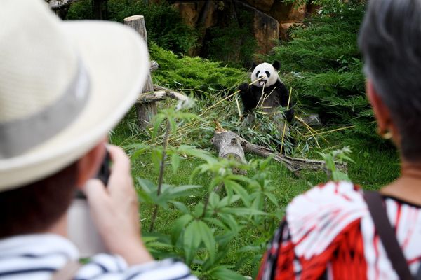 Lors de sa réouverture le 2 juin, les visiteurs sont venus en masse découvrir le zoo de Beauval - Photo d'illustration