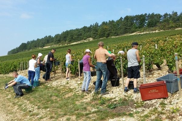 Samedi 6 septembre : Vendanges précoce à Balnot-sur-Laignes (Aube).