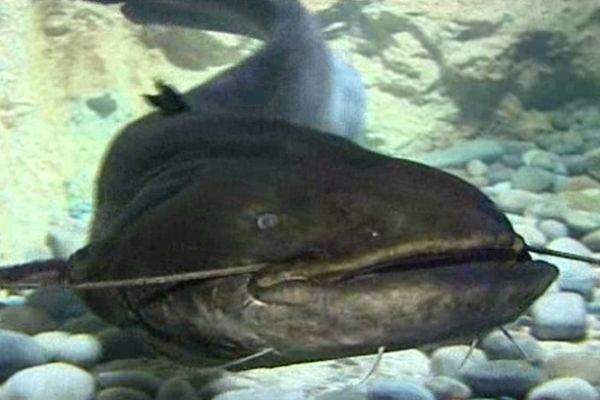 De nombreux visiteurs venaient à l'aquarium spécialement pour le voir.