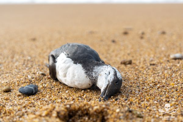 un guillemot de Troïl retrouvé mort en février 2024 sur la plage des Dunes à Bretignolles-sur-Mer en Vendée