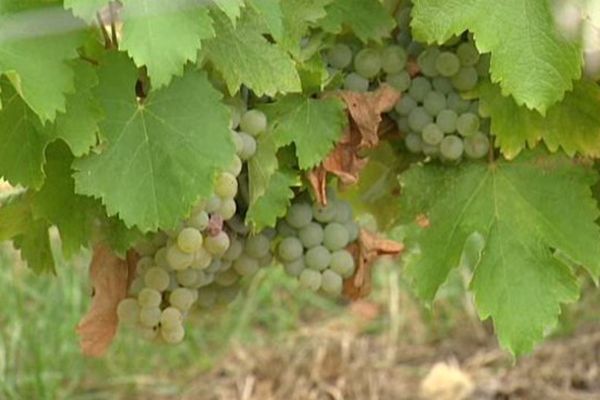 Vignoble à Menetou-Salon (Cher)