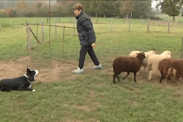 Ce border collie voit pour la première fois de sa vie des brebis, il sait d'instinct les rassembler.