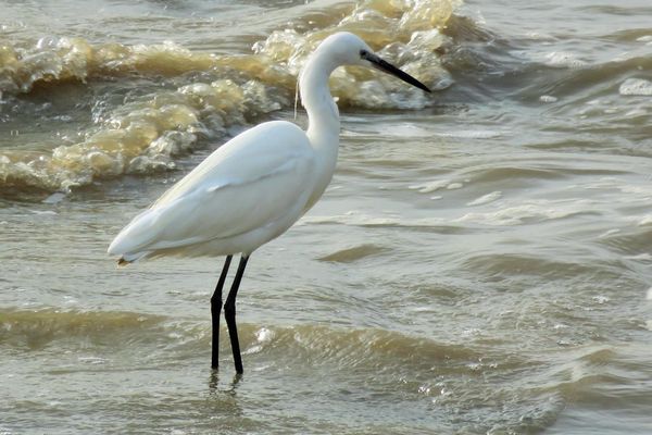 Les oiseaux aussi étaient de la fête avec la grande marée !