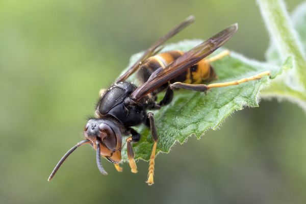 Aube Un Vendangeur Dans Un Etat Grave A La Suite D Une Piqure De Frelon Sur La Route De Mussy