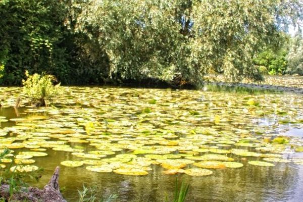 Le Marais de Saint-Omer devient la douxième réserve de biosphère française, un label décerné par l'UNESCO