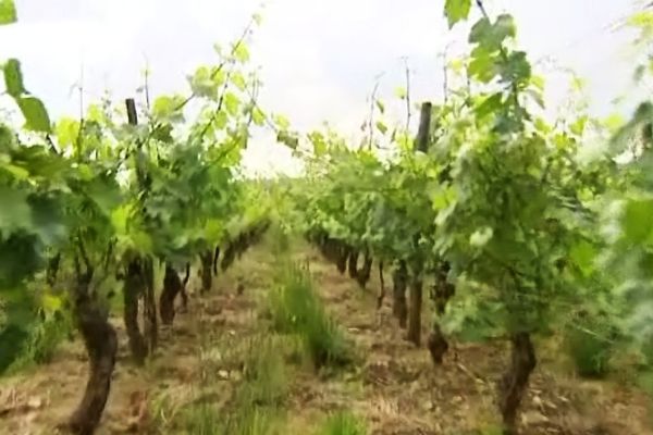 La flavescence dorée avait fait son apparition en Bourgogne, en Saône-et-Loire, en 2012 (archives)