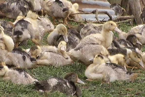 Ces jeunes canards échapperont-ils à l'abattage ?