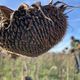 Ces tournesols ramassés le 25 octobre 2024 en Moselle sont destinés à la production d'huile végétale bio de première pression, sans chauffer les graines et sans ajouter des solvants chimiques.