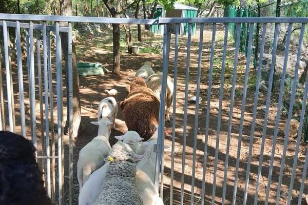 Au-delà des pattes et des têtes démembrées découverts, cinq agneaux et quatre moutons ont été retrouvés sur place.