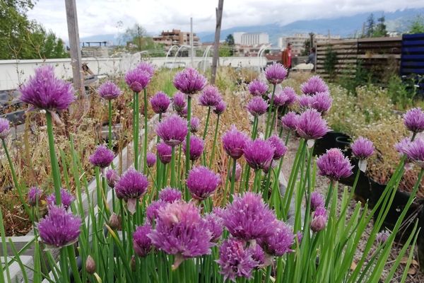 Le jardin installé sur le toit de la casemate à Grenoble (par l'association cultivons nos toits, en 2017)