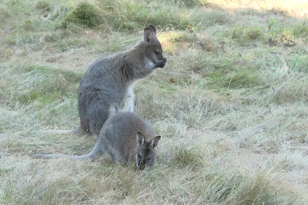 Le petit wallaby fugueur a retrouvé son enclos, ce mercredi matin, à Peyrat-la-Nonière, en Creuse.