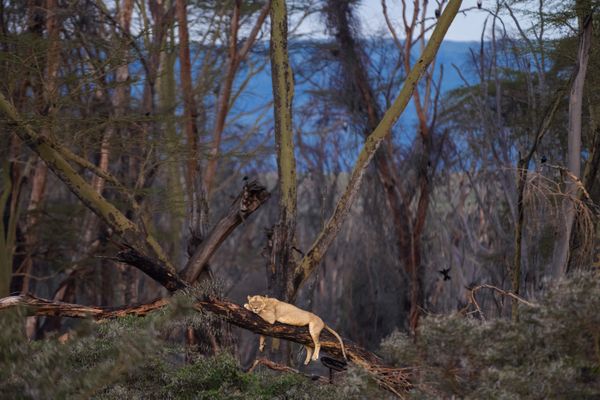 Une lionne prise en photographie au Kenya. Un félin similaire se promène du côté de la gare de Trith - Prouvy.