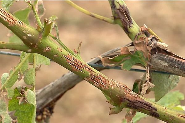 En Charente aussi les pépiniéristes ont été touchés par la grêle du 26 mai