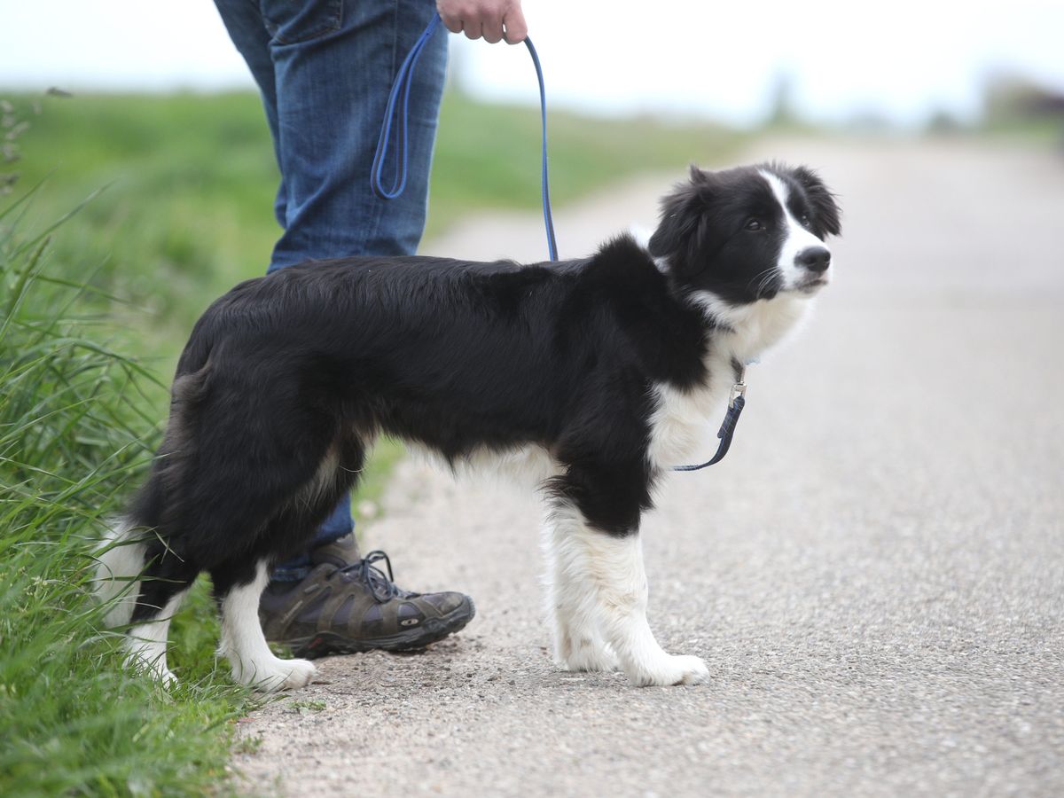 Le saviez-vous ? À partir du 15 avril, votre chien doit être promené en  laisse en forêt