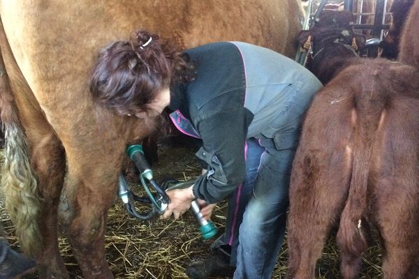 deux fois par jour Charlotte Salat doit traire son troupeau de 120 vaches Salers. Une technique bien particulière. 