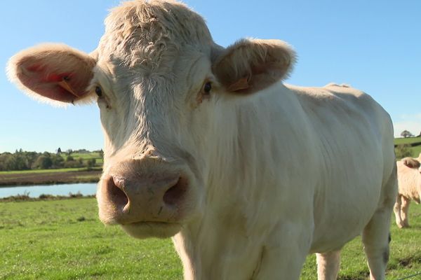 Cette charolaise d'une ferme de Saône-et-Loire n'est pas l'heureuse élue.