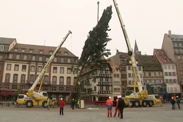 Le sapin du marché de Noël de Strasbourg a été installé le 29 octobre dernier, il mesure 31 mètres.