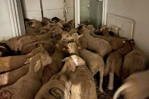 Une quarantaine de moutons vivants ont été découverts dans un "abattoir sauvage" installé dans un logement social d'une cité de Nice.